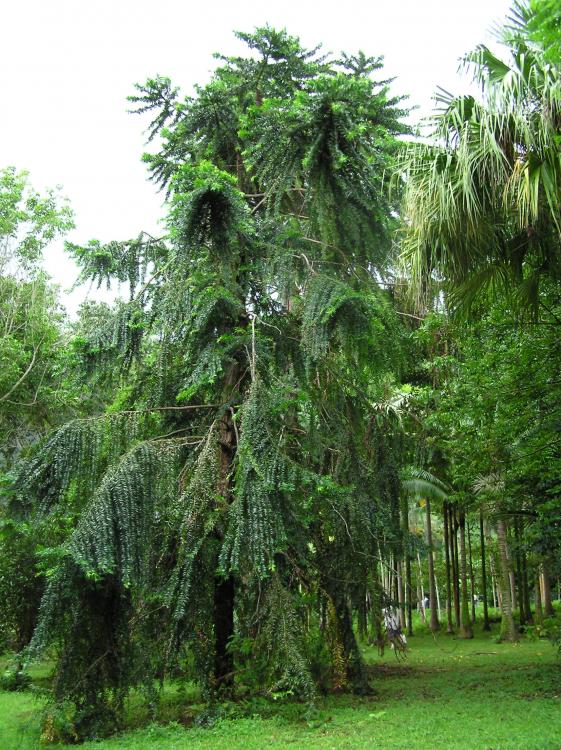 Araucaria hunsteinii.JPG