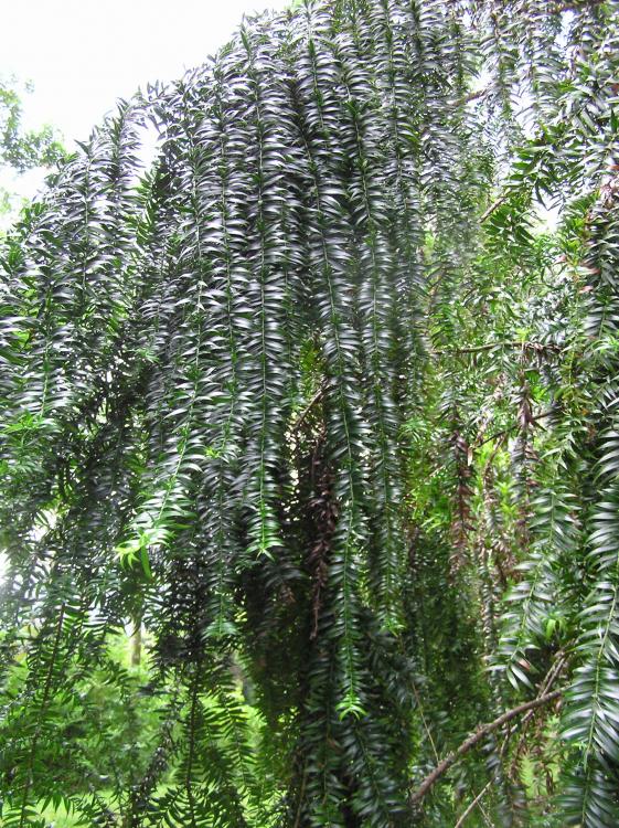 Araucaria hunsteinii leaves.JPG