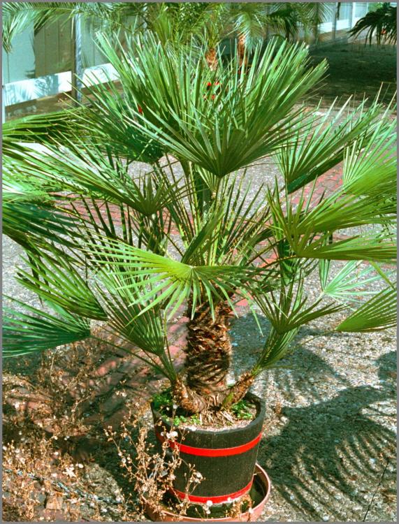 Chamaerops_humilis_1989-09-07.thumb.jpg.