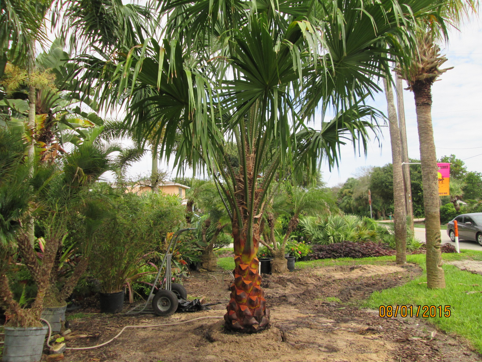 Fastest Growing Palm species DISCUSSING PALM TREES WORLDWIDE PalmTalk
