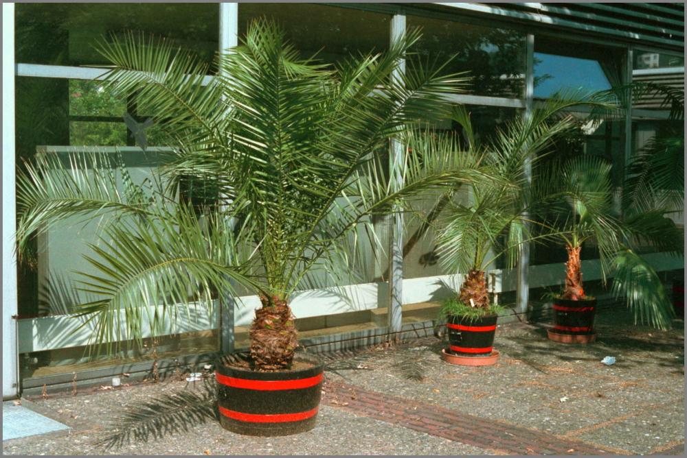 Phoenix_canariensis_1989-09-07_L.thumb.j