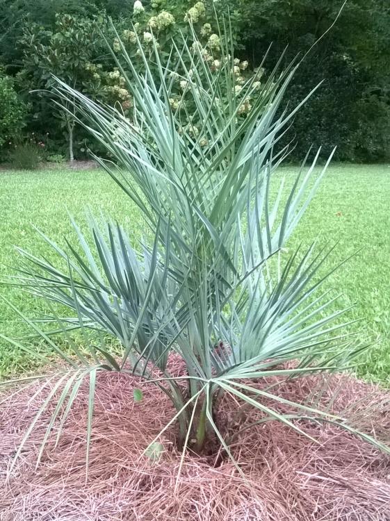 bluebutia.thumb.jpg.006884432be53e4e82fa9b25391171a2.jpg