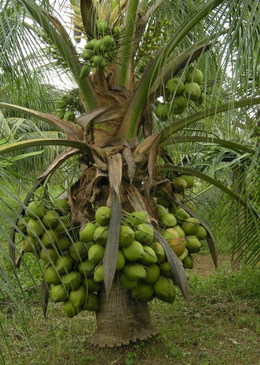 dwarf coconut (2).jpg