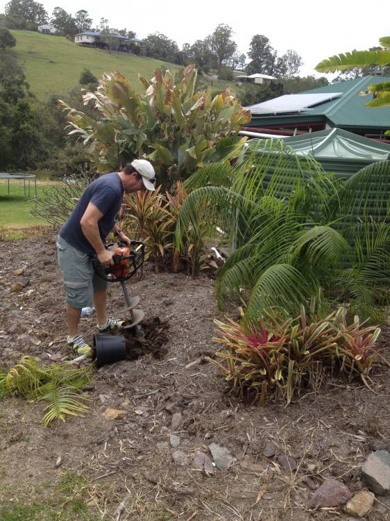 The big dig DISCUSSING PALM TREES WORLDWIDE PalmTalk
