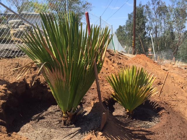 macroglossa_after.thumb.jpeg.31968d00e76