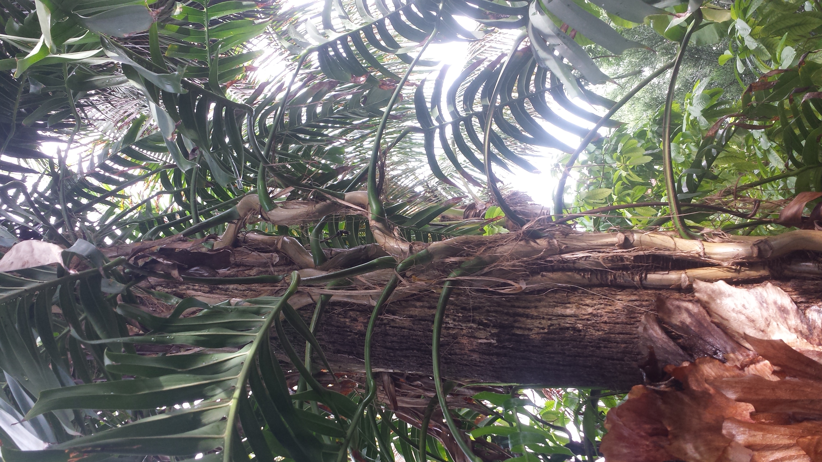 Philodendron or no? Need ID help, please!