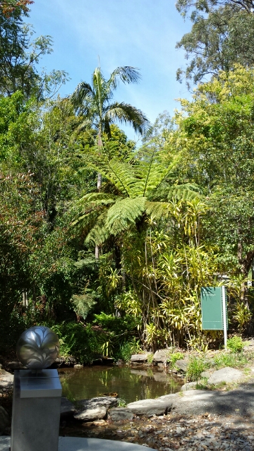Archontopheonix cunninghamiana growing in Mt Lofty Botanic Gardens