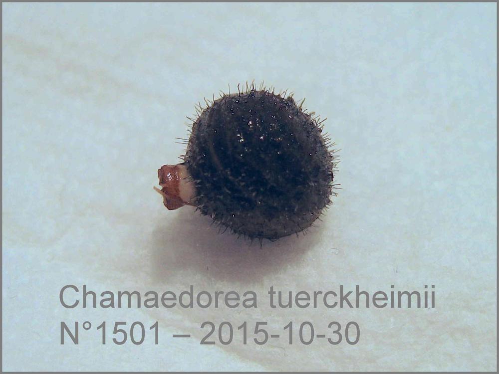 56336debe1658_Chamaedorea_tuerckheimii_N