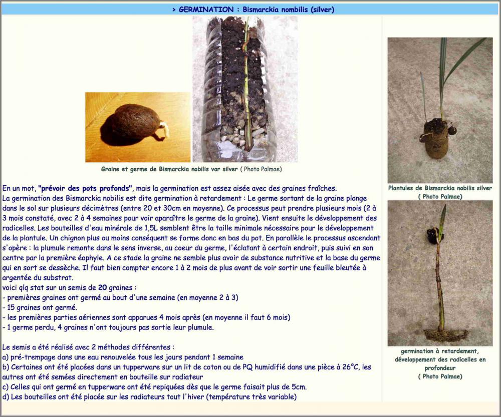 Bismarckia_nobilis_Germination.thumb.jpg