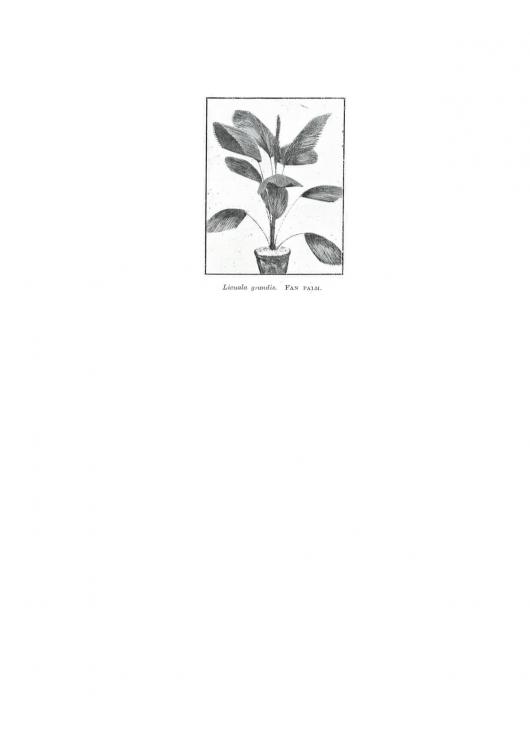 Book_Licuala_grandis__-_copie.thumb.jpg.