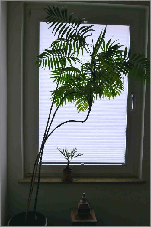 Chamaedorea_elegans_2015_P1000607.thumb.