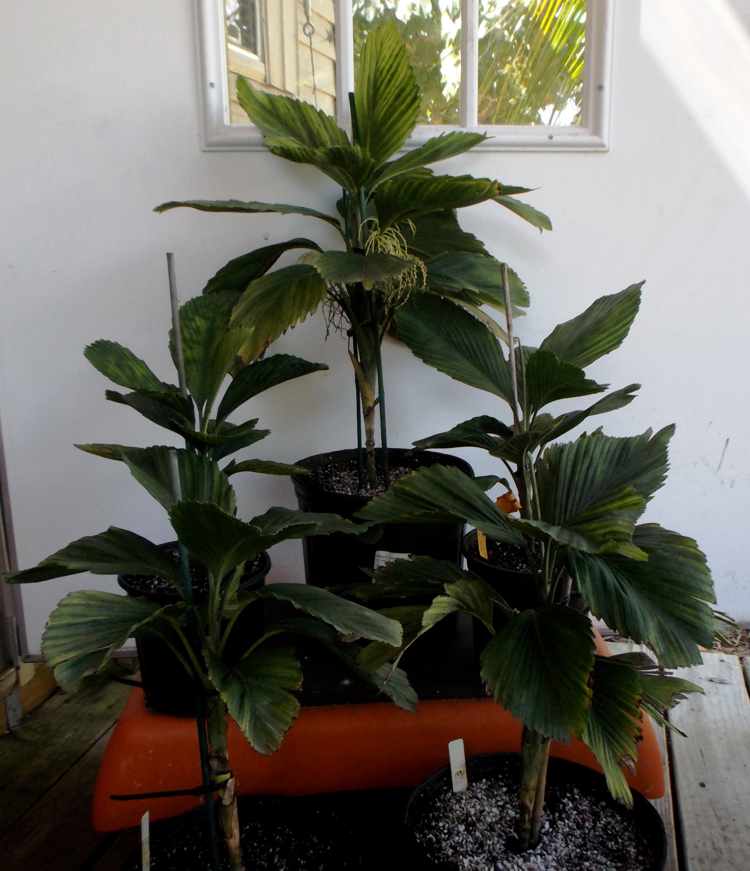All My Cham Tuercks - October 2015