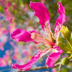 Chorisia speciosa.jpg