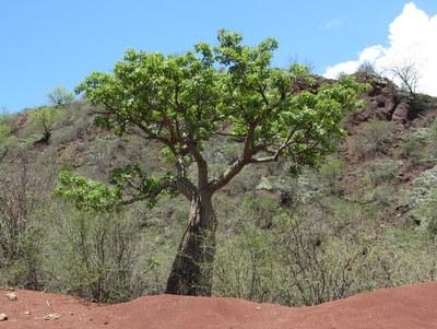 Chorisia speciosa habitat.JPG