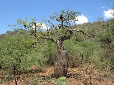 Chorisia speciosa in the wild.JPG