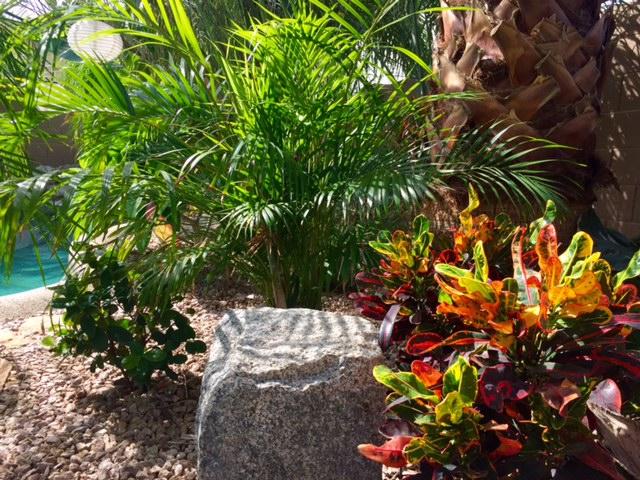 Croton and Dypsis.jpg