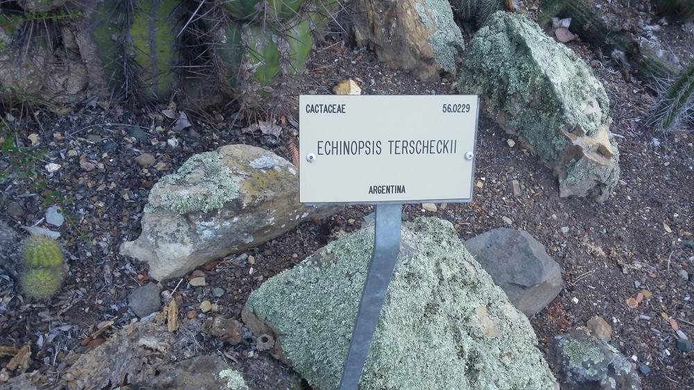 Echinopsis terscheckii.jpg