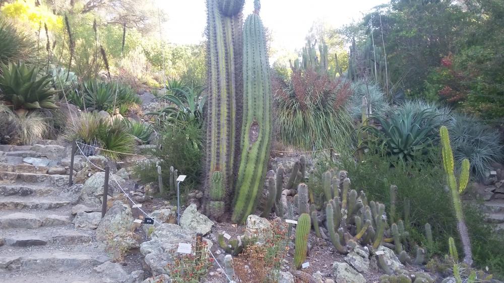 Echinopsis terscheckii 2.jpg