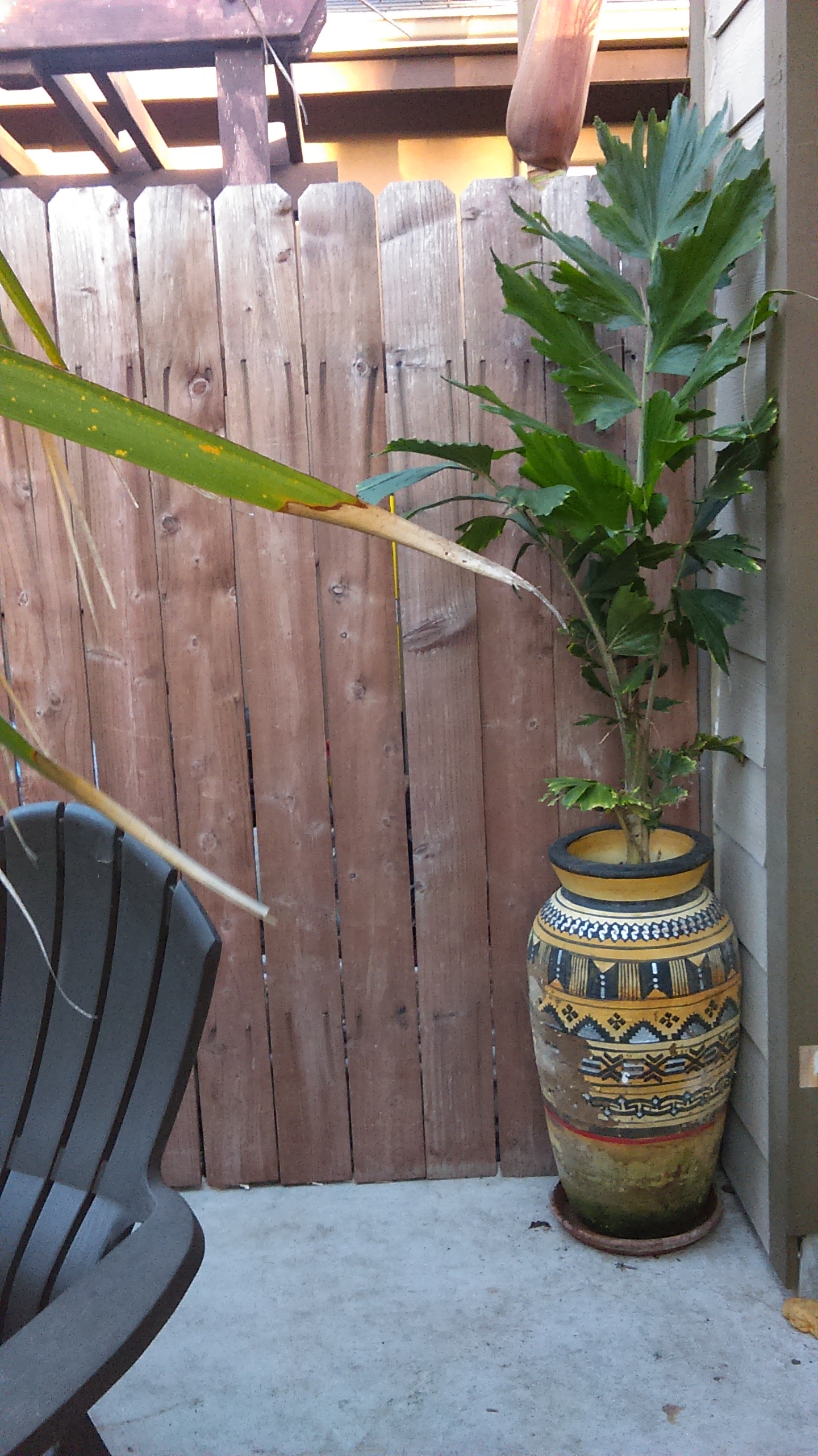 Caryota urens For Sale PalmTalk