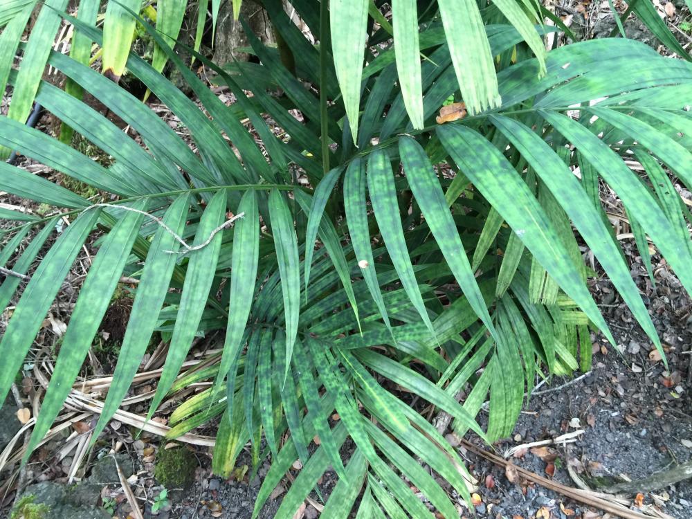 IMG_2221.thumb.jpg.965fe042bedba40df70f5