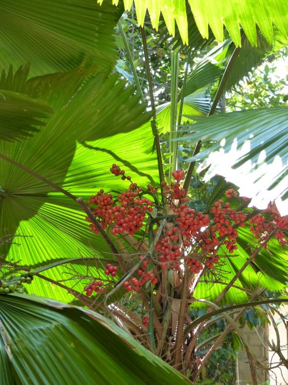 P1080277.thumb.JPG.afa6109662fb8c754d338