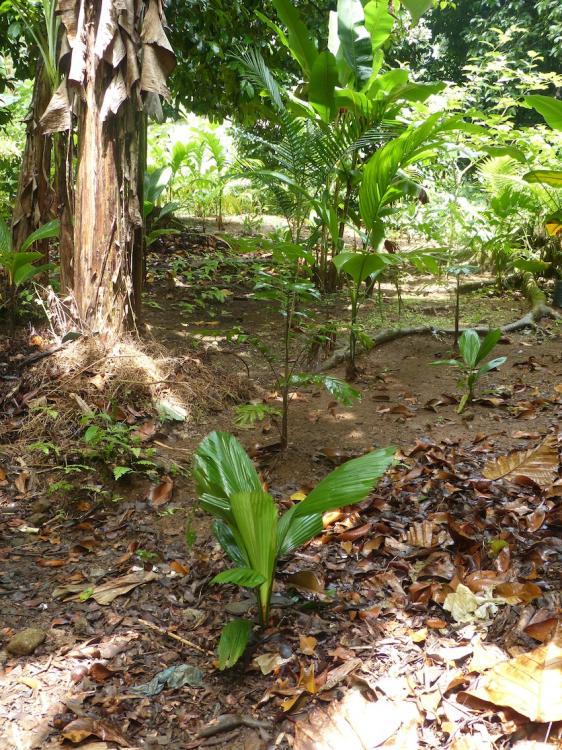 P1230383.thumb.JPG.0b24f9211bc40c25bb90f