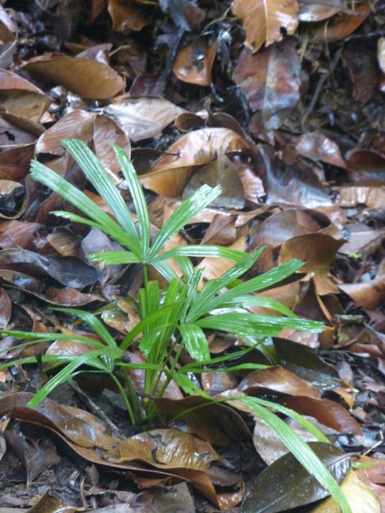 P1230388.thumb.JPG.f5648cc3a99dbc64f8d93