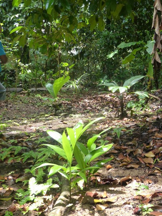 P1230397.thumb.JPG.9764df85752c8812e1fd7