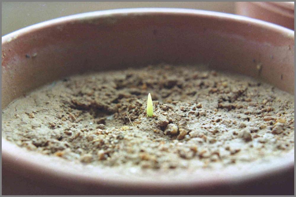 Phoenix_canariensis_Seedling_1977-06.thu