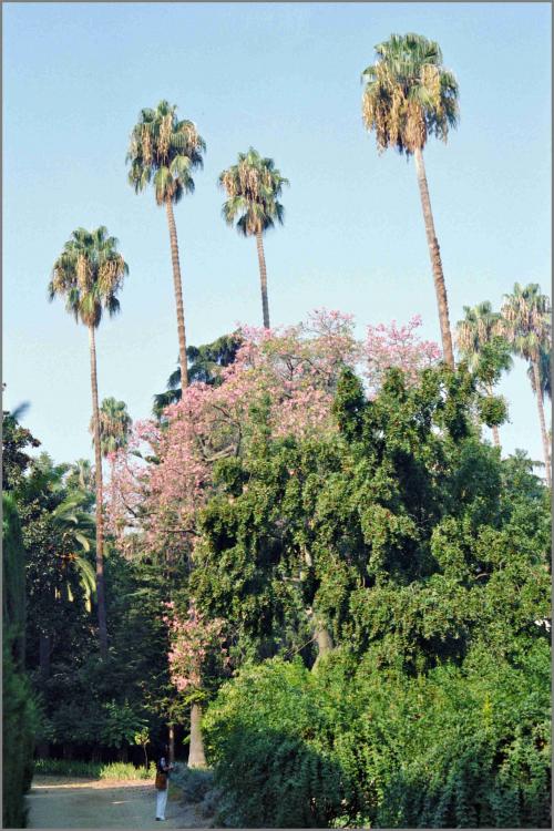 Washingtonia_robusta_1985-09-25_85N09-06
