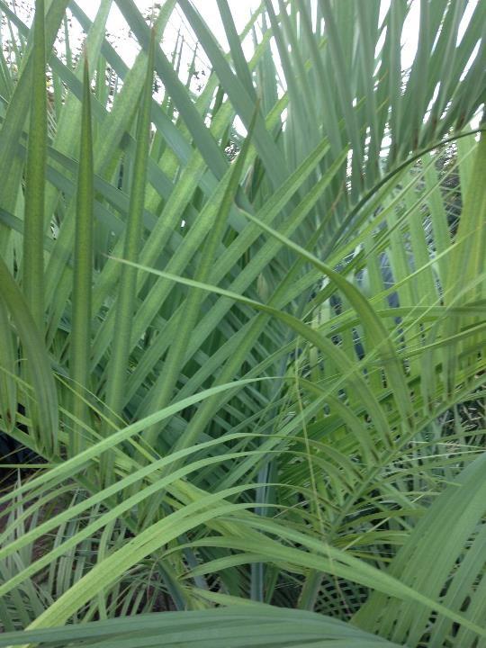 pindo greening 2015.jpg