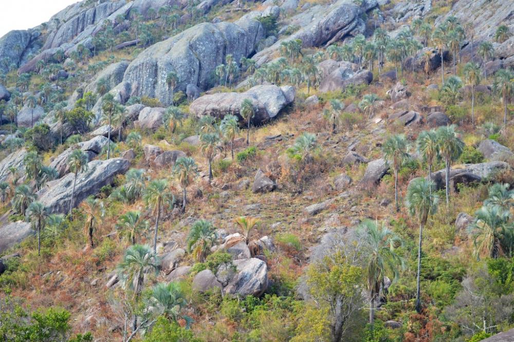 ravenea-glauca-andringitra-forest.jpg