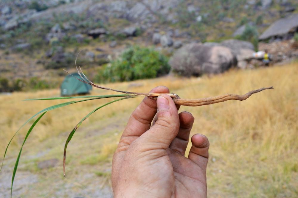 ravenea-glauca-andringitra-seedling.jpg