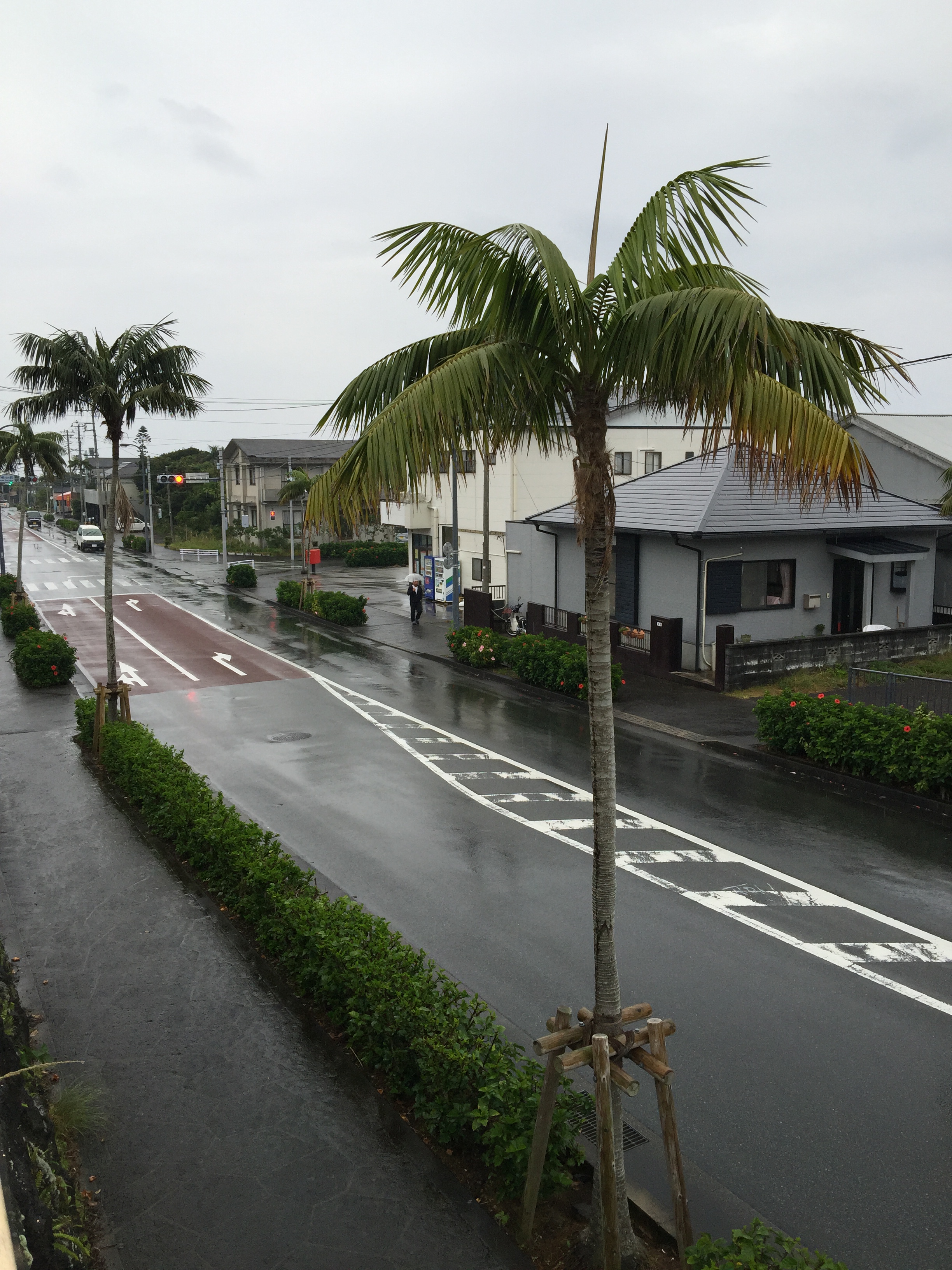 Back to Tokyo's Hachijo Island DISCUSSING PALM TREES WORLDWIDE PalmTalk
