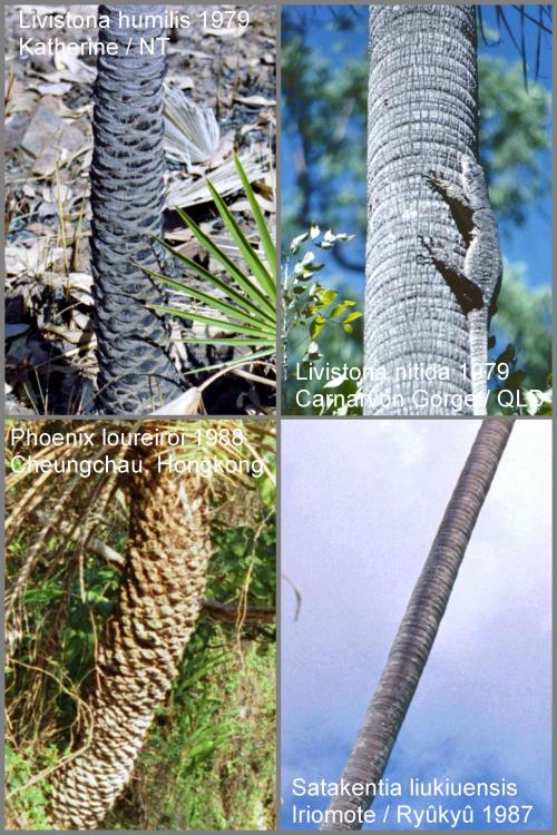 5645029ca29a5_PalmTrunksinHabitat.thumb.
