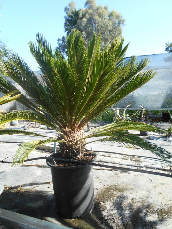 ArchontophoenixandCycas2015 036.JPG