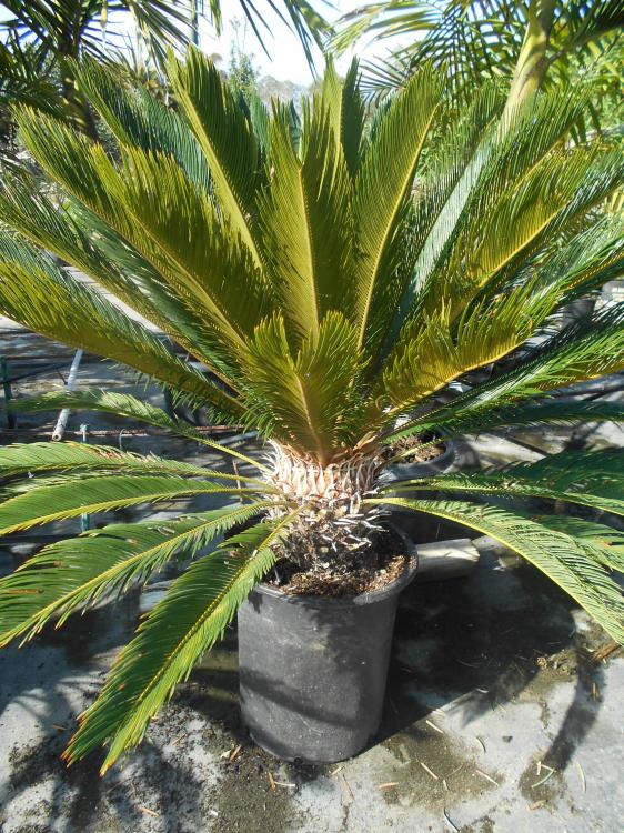 ArchontophoenixandCycas2015 033.JPG