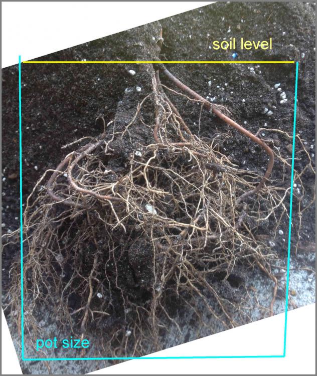 56575768d77a4_DryRoots.thumb.jpg.f469020