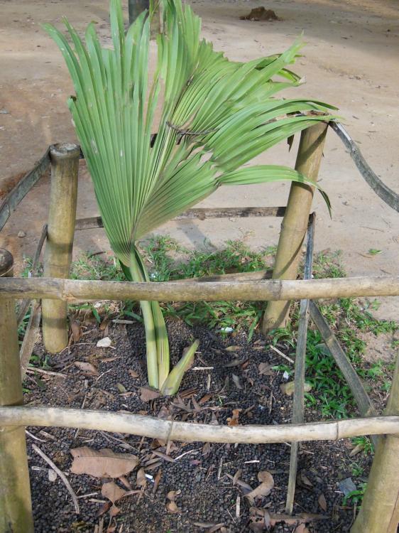 DSCN4543.thumb.JPG.36729b7eccb9e4ac26e93