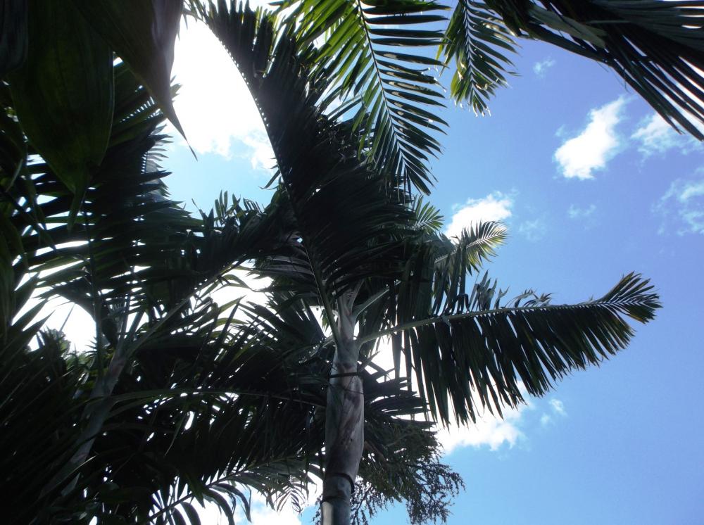 Dypsis_pembana_1-01_11-3-15.thumb.JPG.9f