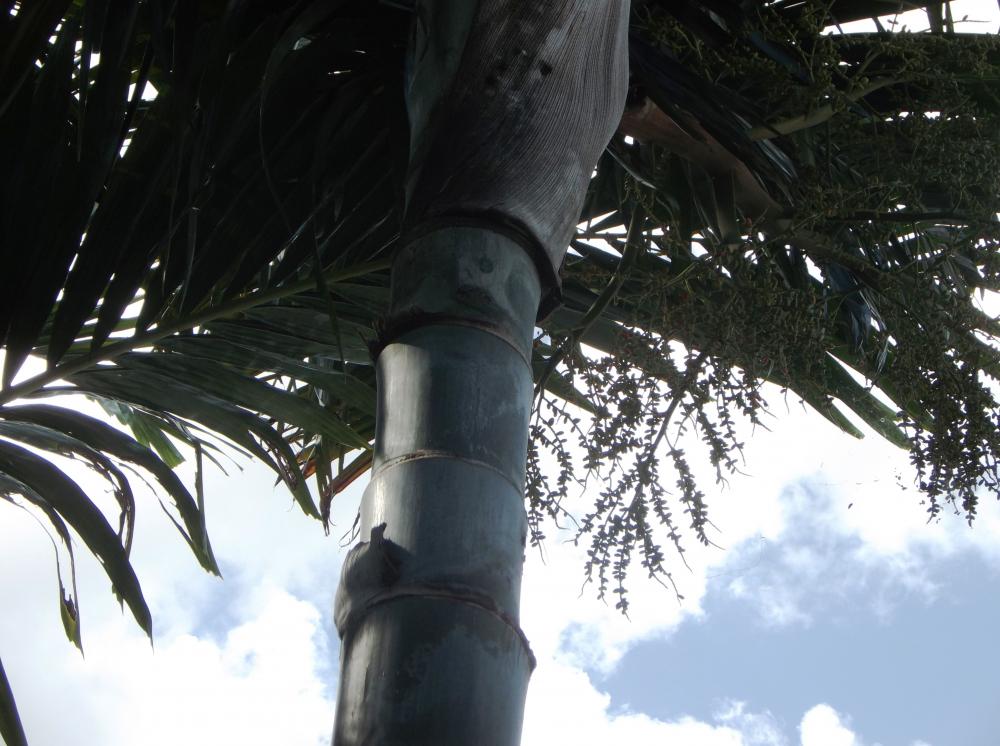 Dypsis_pembana_1-02_11-3-15.thumb.JPG.db