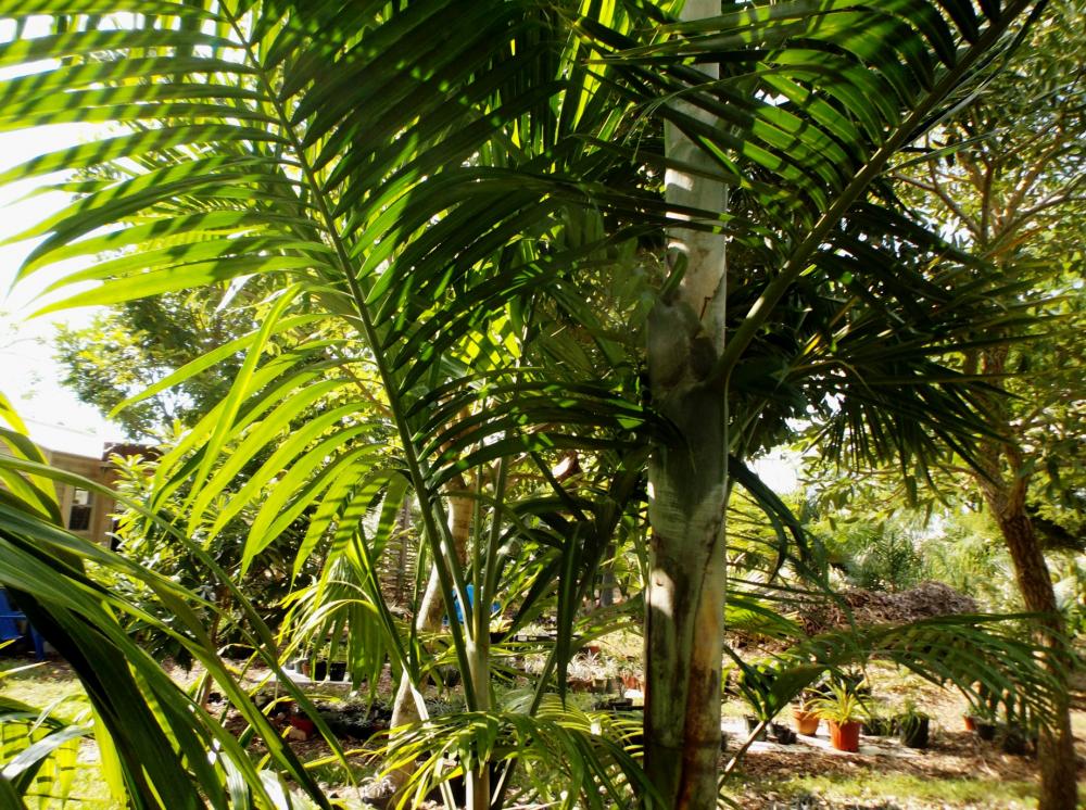 Dypsis_pembana_2-02_11-3-15.thumb.JPG.d1