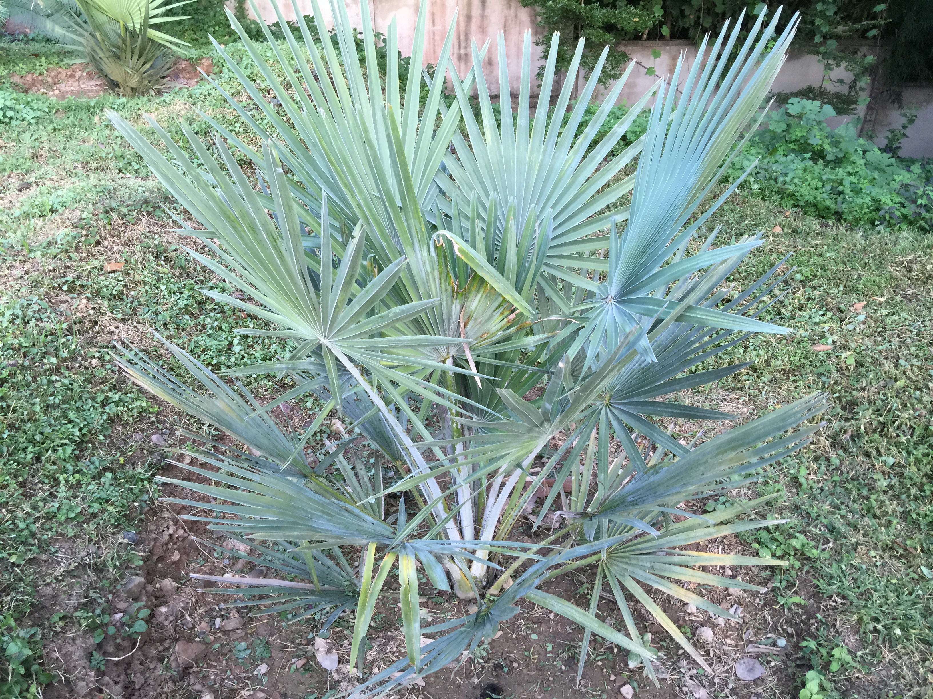 Copernicia hospita X Copernicia cowellii pictures