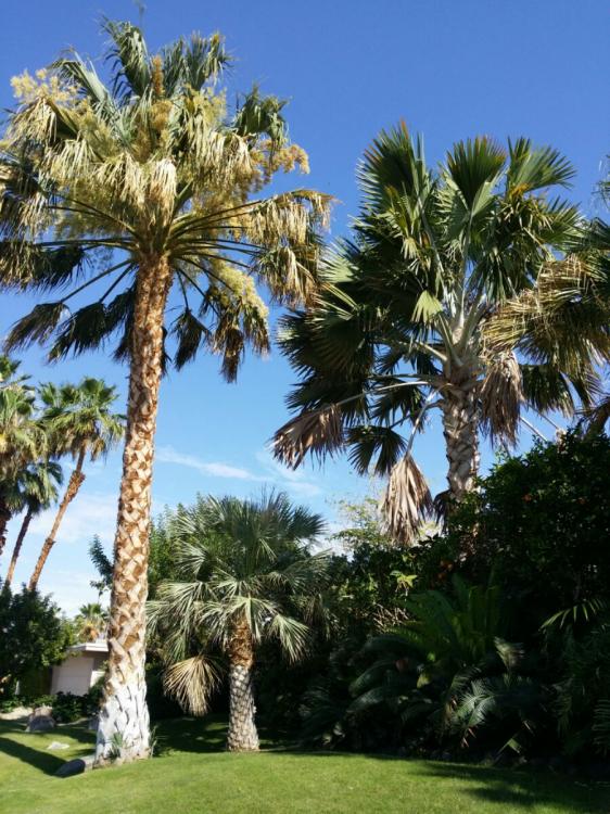 IMG_20150608_28212.thumb.jpg.08e1c969a9d