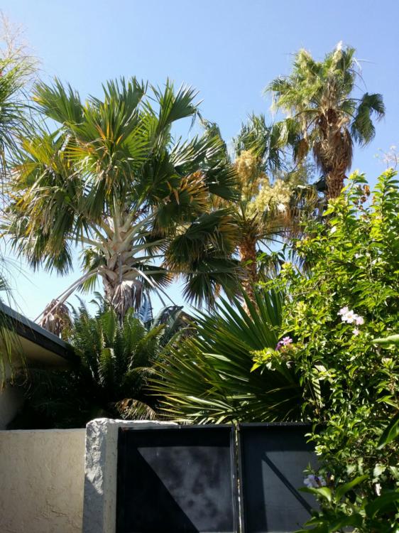 IMG_20150614_36407.thumb.jpg.8a0d88f5d67