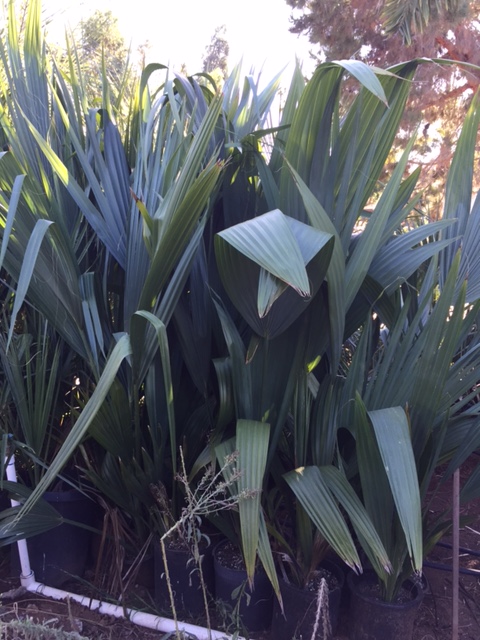 IMG_3155.JPG.4c9a9007012c0f6e70188fe0350