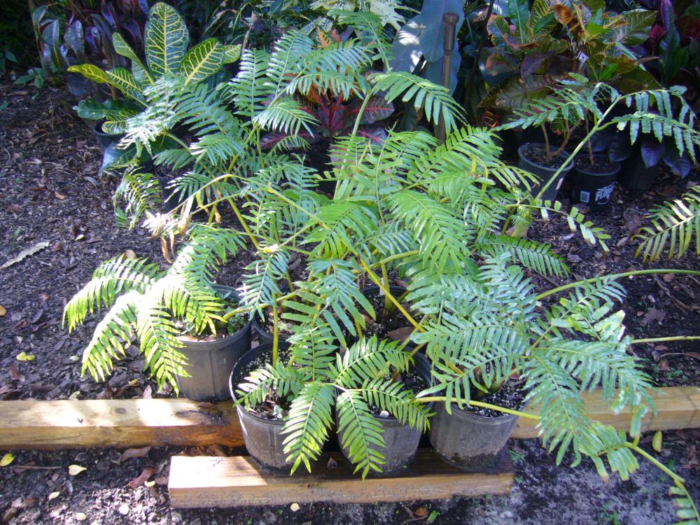 P1020400.thumb.JPG.178b57e7af4dff5551127