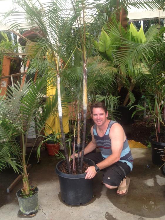 dypsis_sp_black.thumb.jpeg.c8b4eb6c01bae