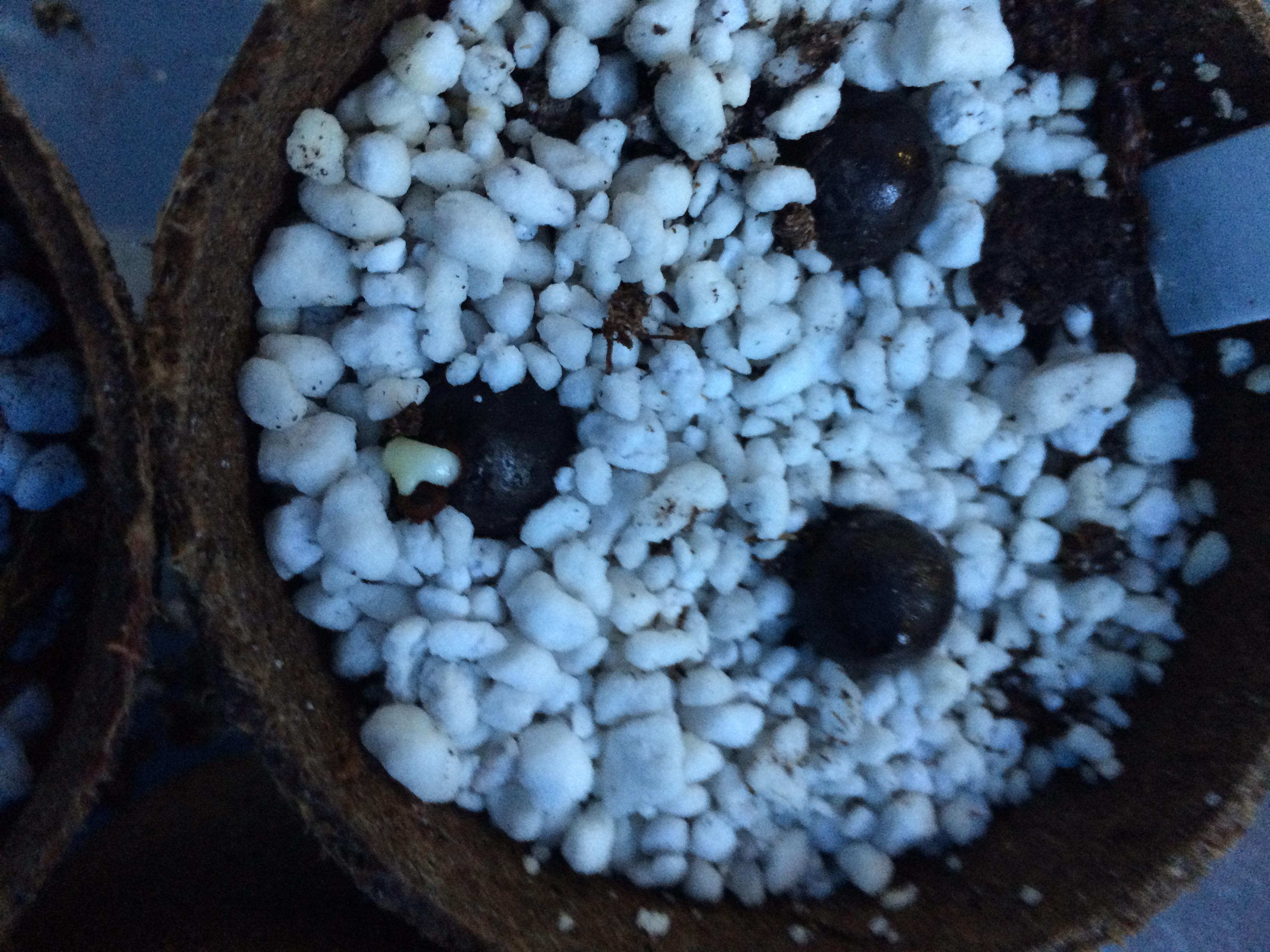 C. quindiuense sprouts! Now what?
