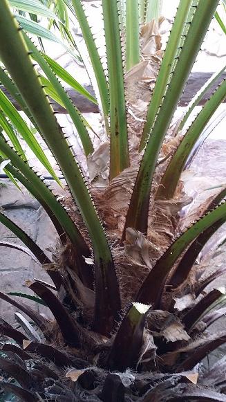 livpalm6.jpg.1f849abb50663ddd3de27cb18c5